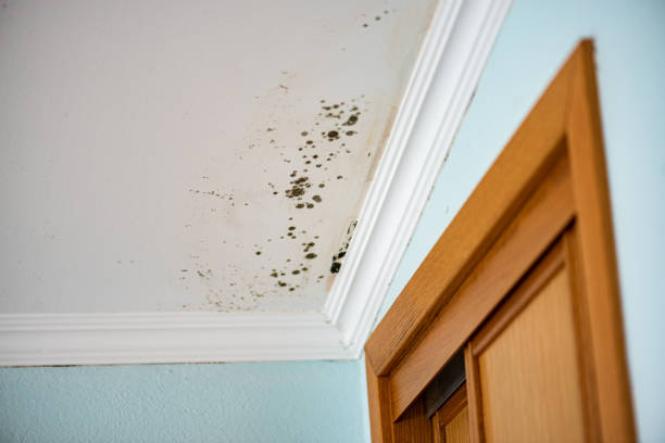 Best Commercial Mold Removal  in Bayville, NY