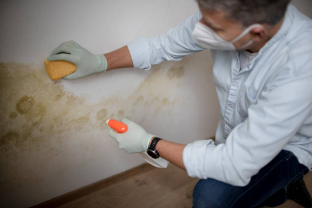 Best Black Mold Removal  in Bayville, NY