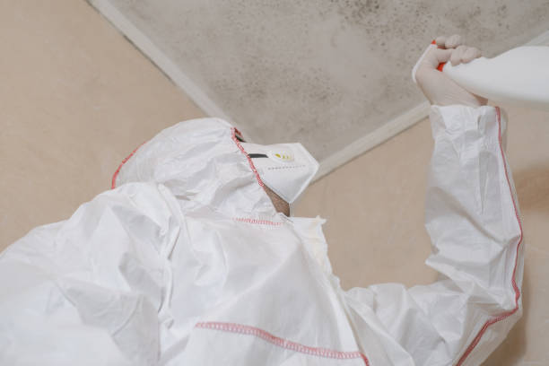 Best Certified Mold Removal  in Bayville, NY