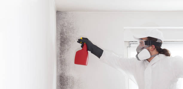 Best Mold Damage Repair  in Bayville, NY