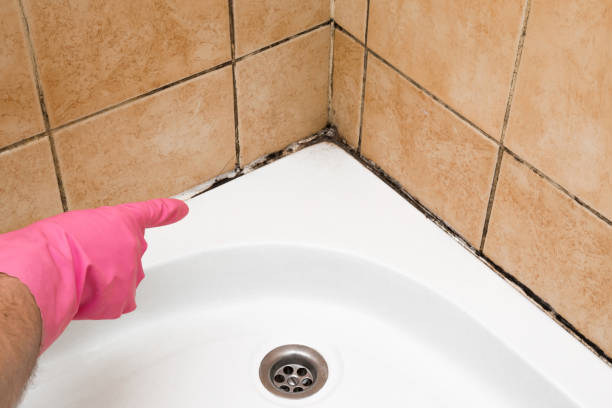 Professional Mold Removal in Bayville, NY